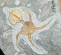 Large, Displayable Ordovician Starfish Plate #8458-1